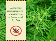 Карантинна амброзія: небезпека для людини і довкілля