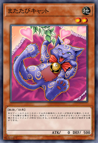 流浪貓