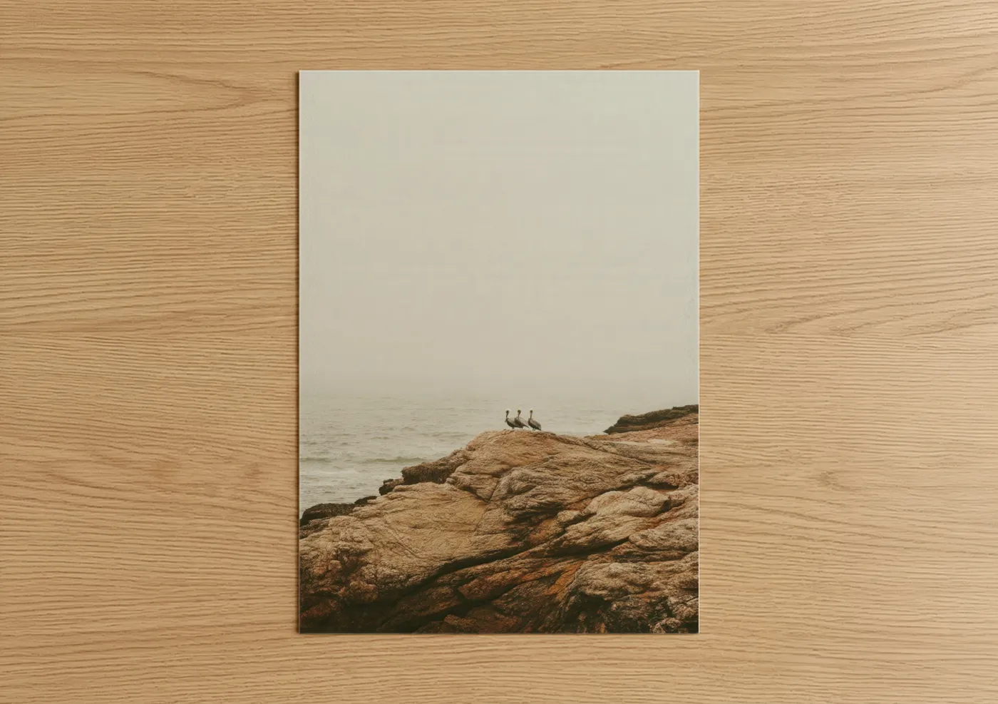 Coastal Pelicans on Rocky Shore Wall Art