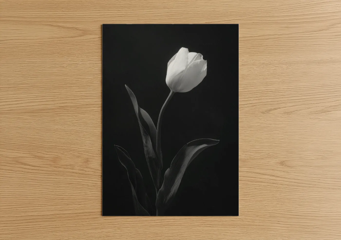 Art print on warm oak wood — black and white and gray palette — Elegant White Tulip poster