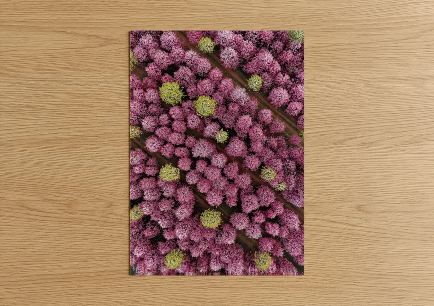 Cherry Blossom Canopy Aerial View Wall Art