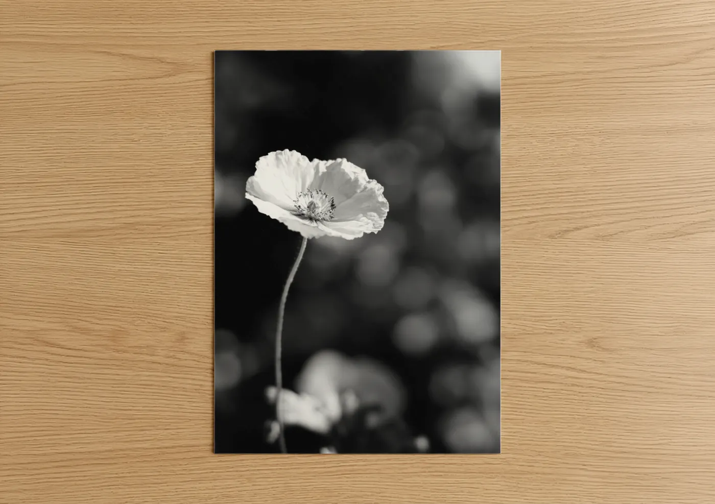 White Poppy Black and White Floral Wall Art