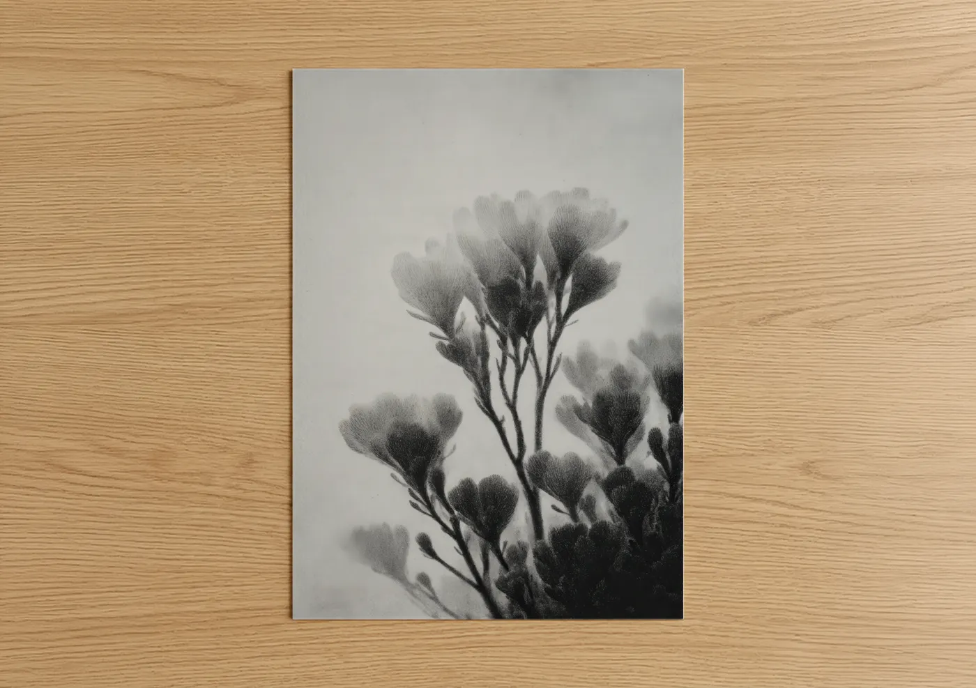Ethereal Succulent Black and White Wall Art