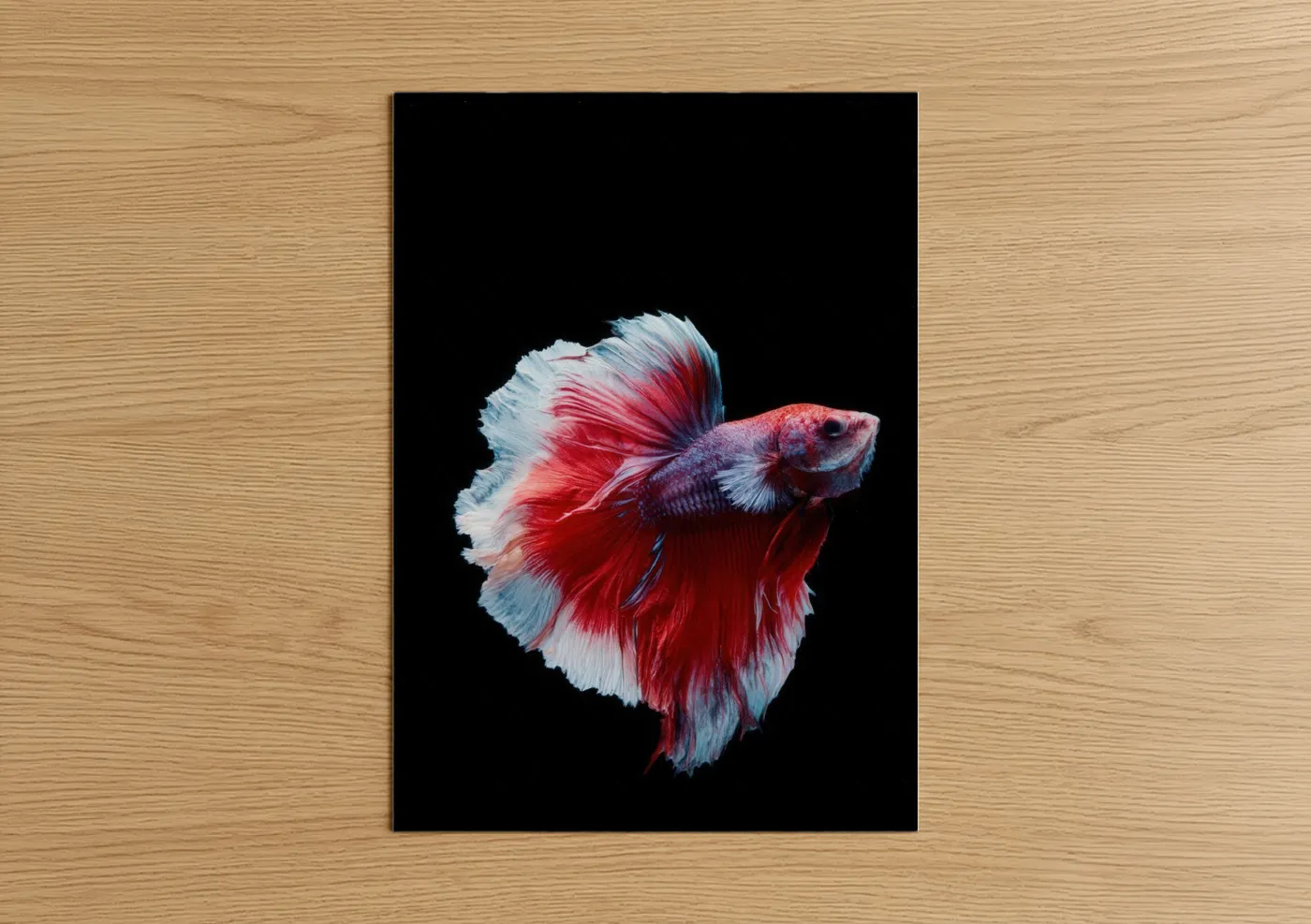 Art print on warm oak wood — red and blue and white palette — Crimson Fighting Fish poster