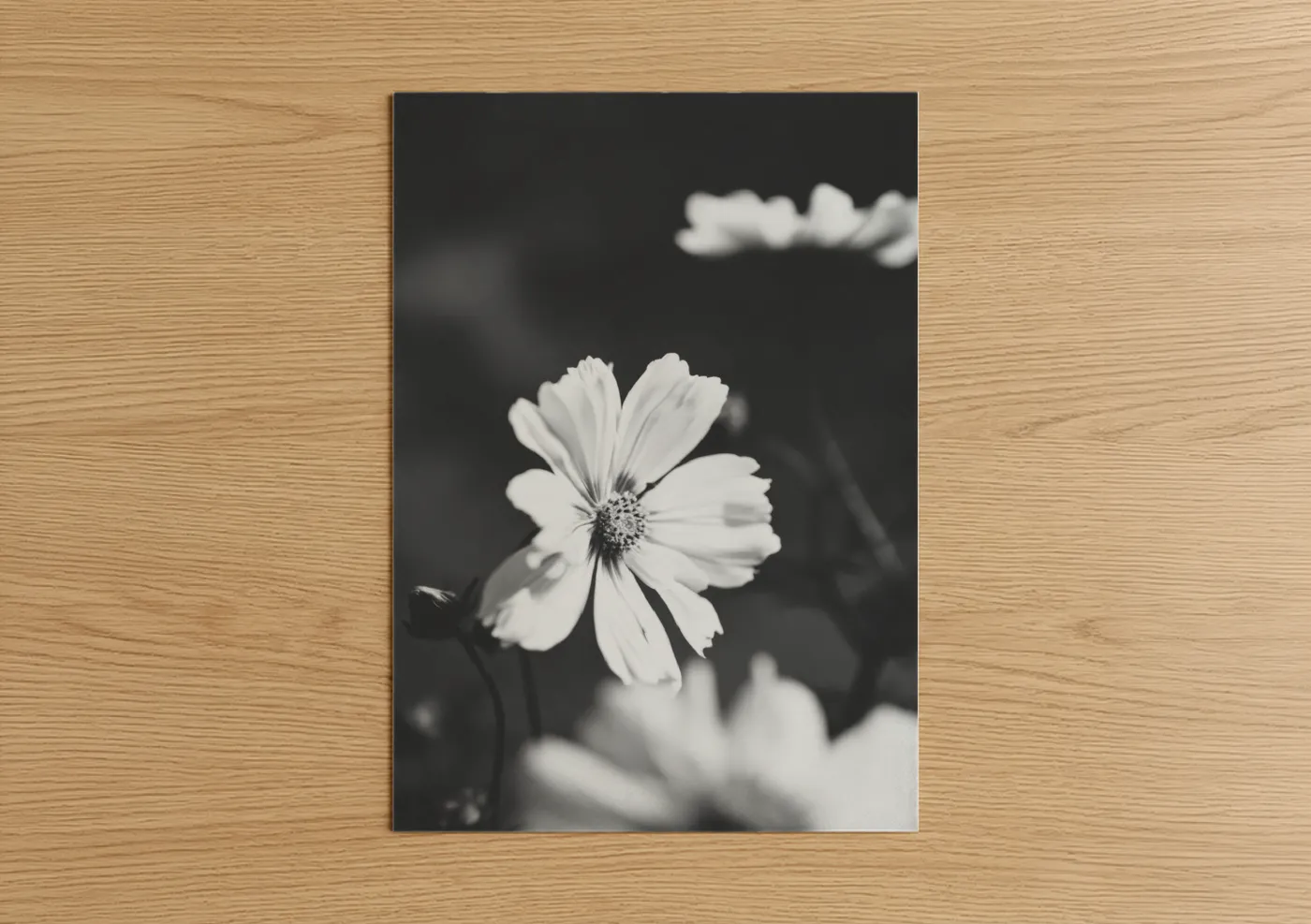 Abstract flower art print on warm oak wood — black and white palette — Monochrome Cosmos poster