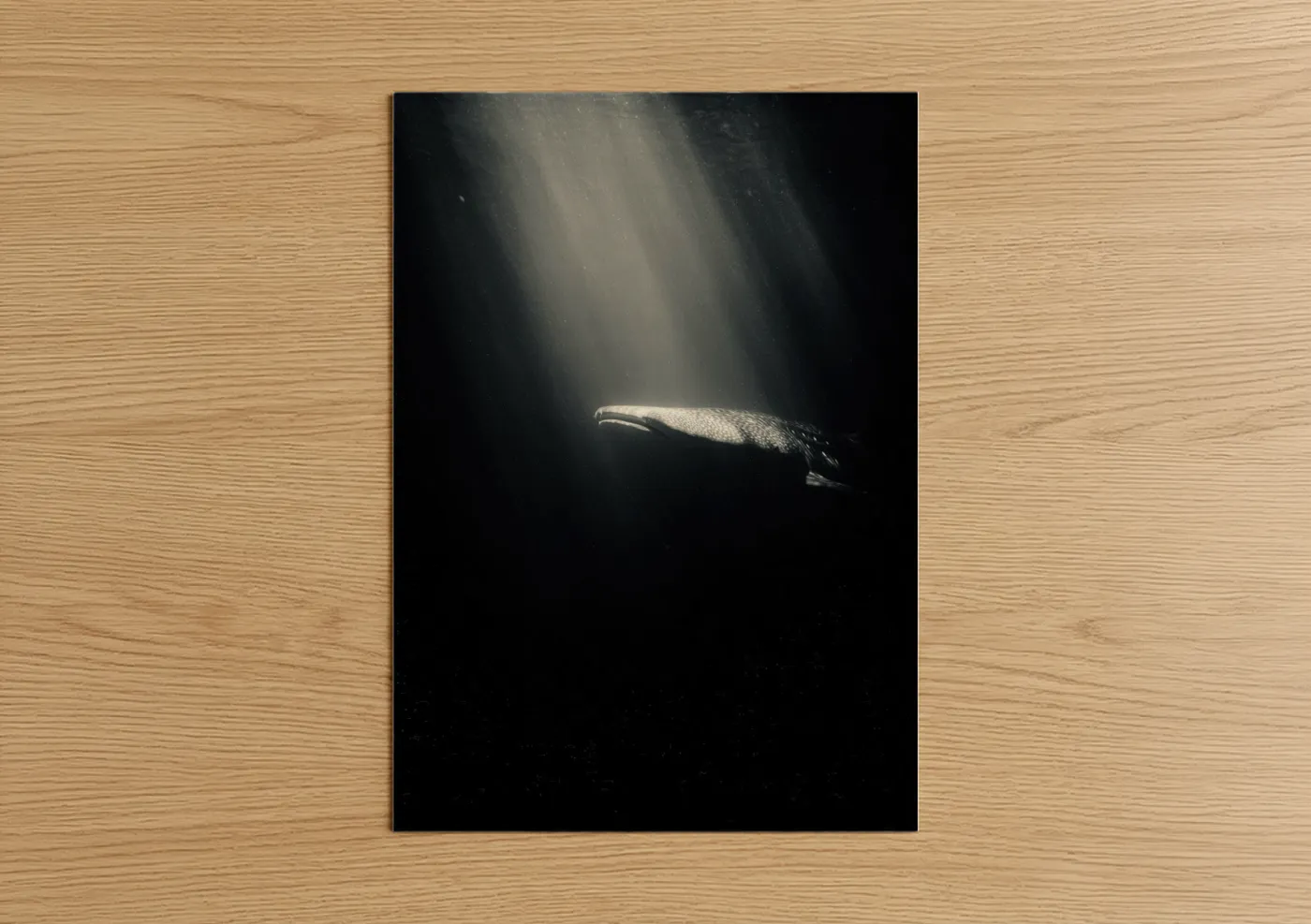 Sunlit Whale Shark Deep Ocean Photography Wall Art