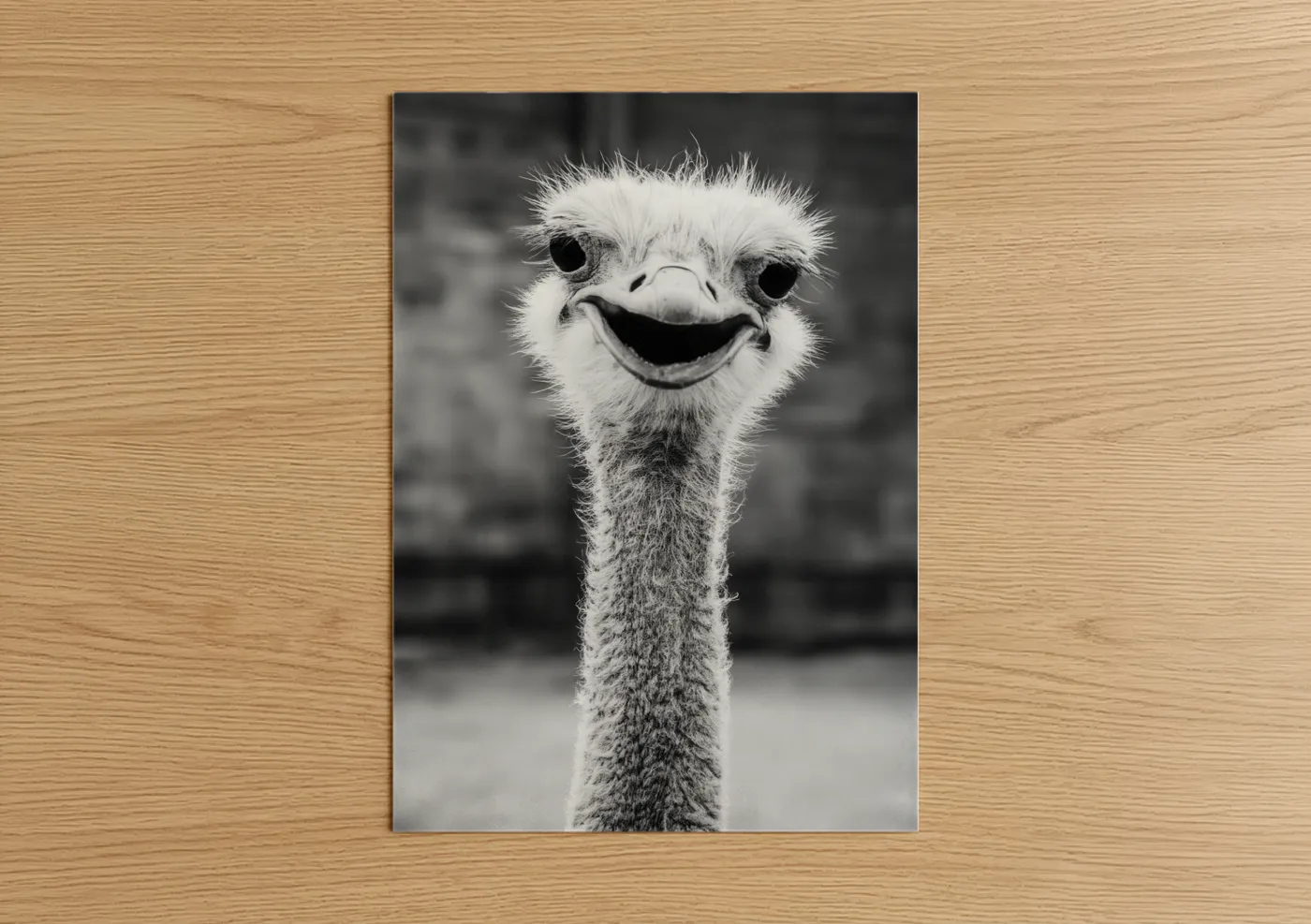 Funny Ostrich Portrait Black and White Wall Art