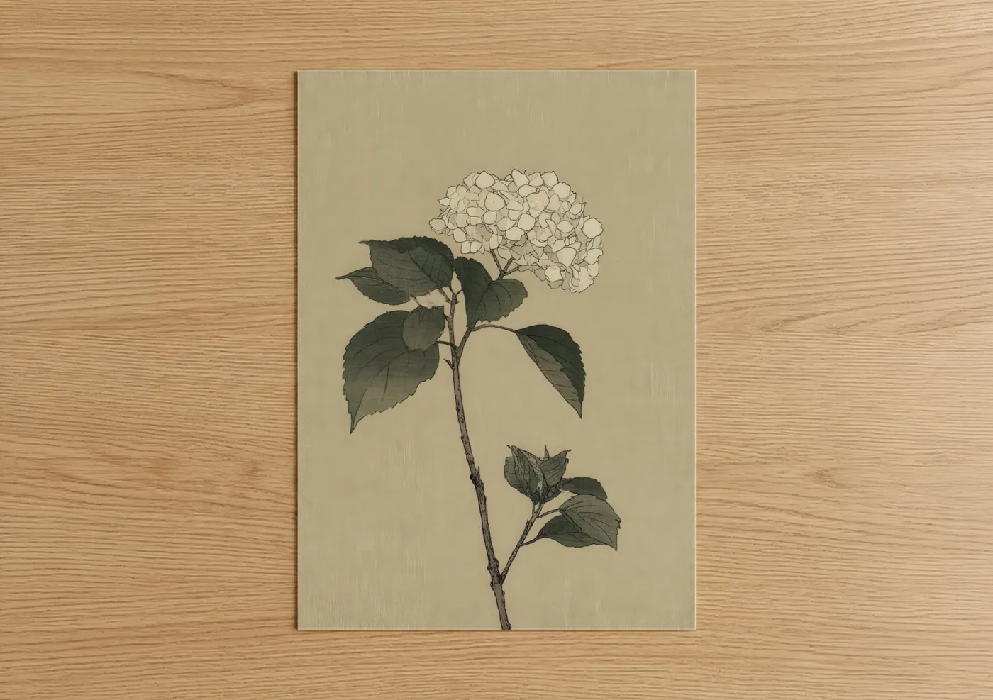 Cream Hydrangea Botanical Illustration Wall Art