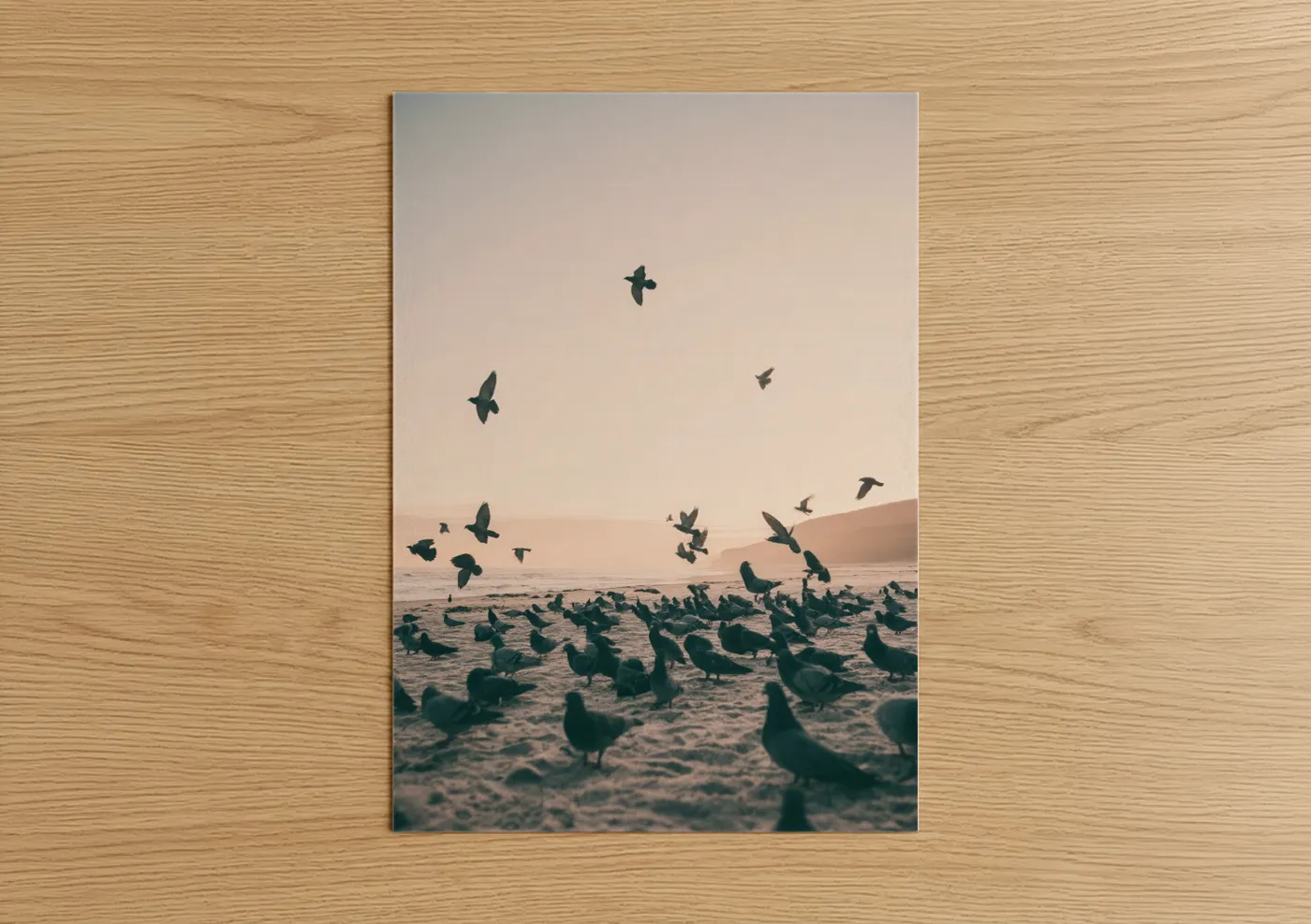 Pigeon Flock Beach Sunset Photography Wall Art