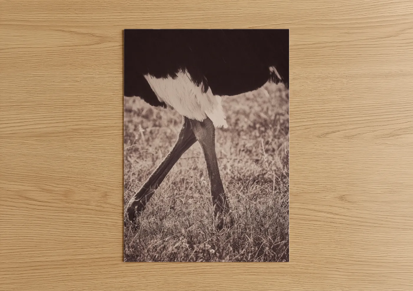 Striding Ostrich Black and White Photography Wall Art
