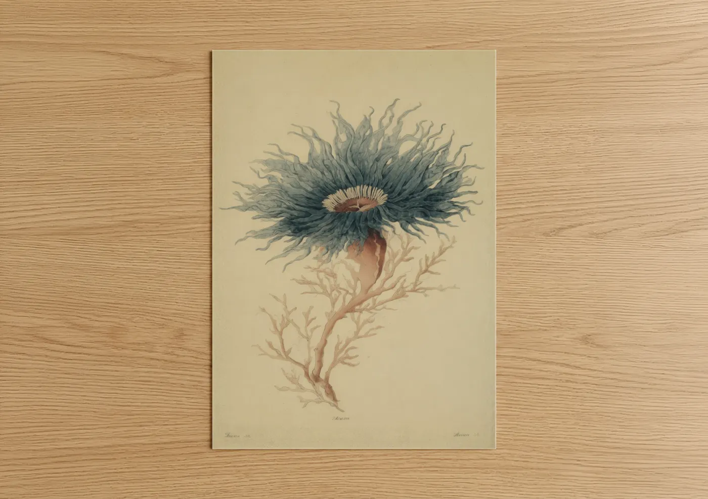 Delicate Sea Anemone Botanical Wall Art