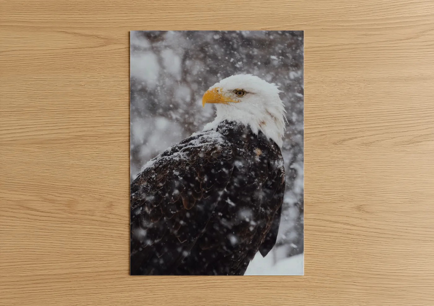 Bald Eagle Snow Storm Winter Wildlife Wall Art