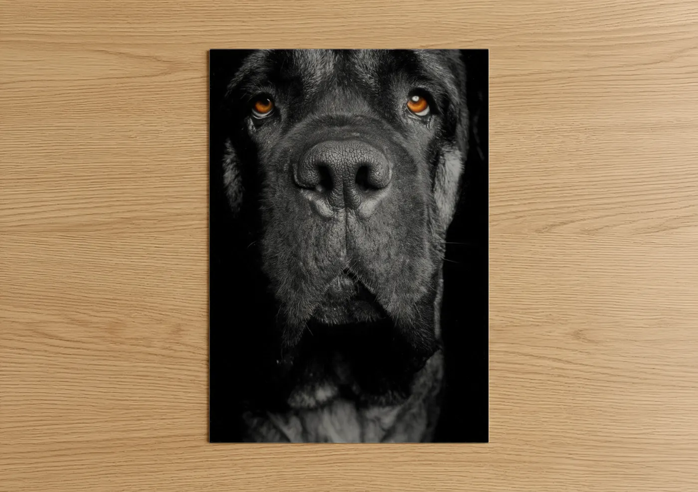Golden-Eyed Mastiff Portrait Photography Wall Art