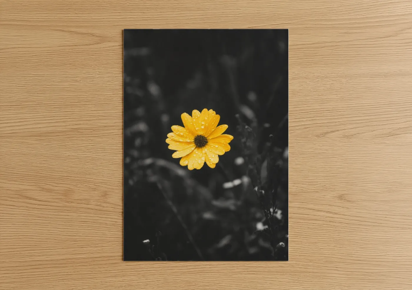 Vibrant Yellow Daisy Selective Focus Wall Art