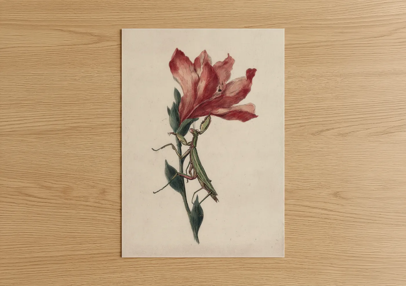 Prayin mantis art print on warm oak wood — maroon and cream palette — Crimson Mantis poster