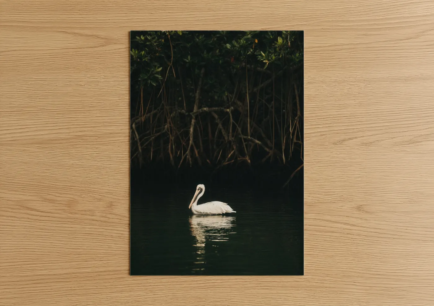 White Pelican in Dark Mangrove Waters Wall Art