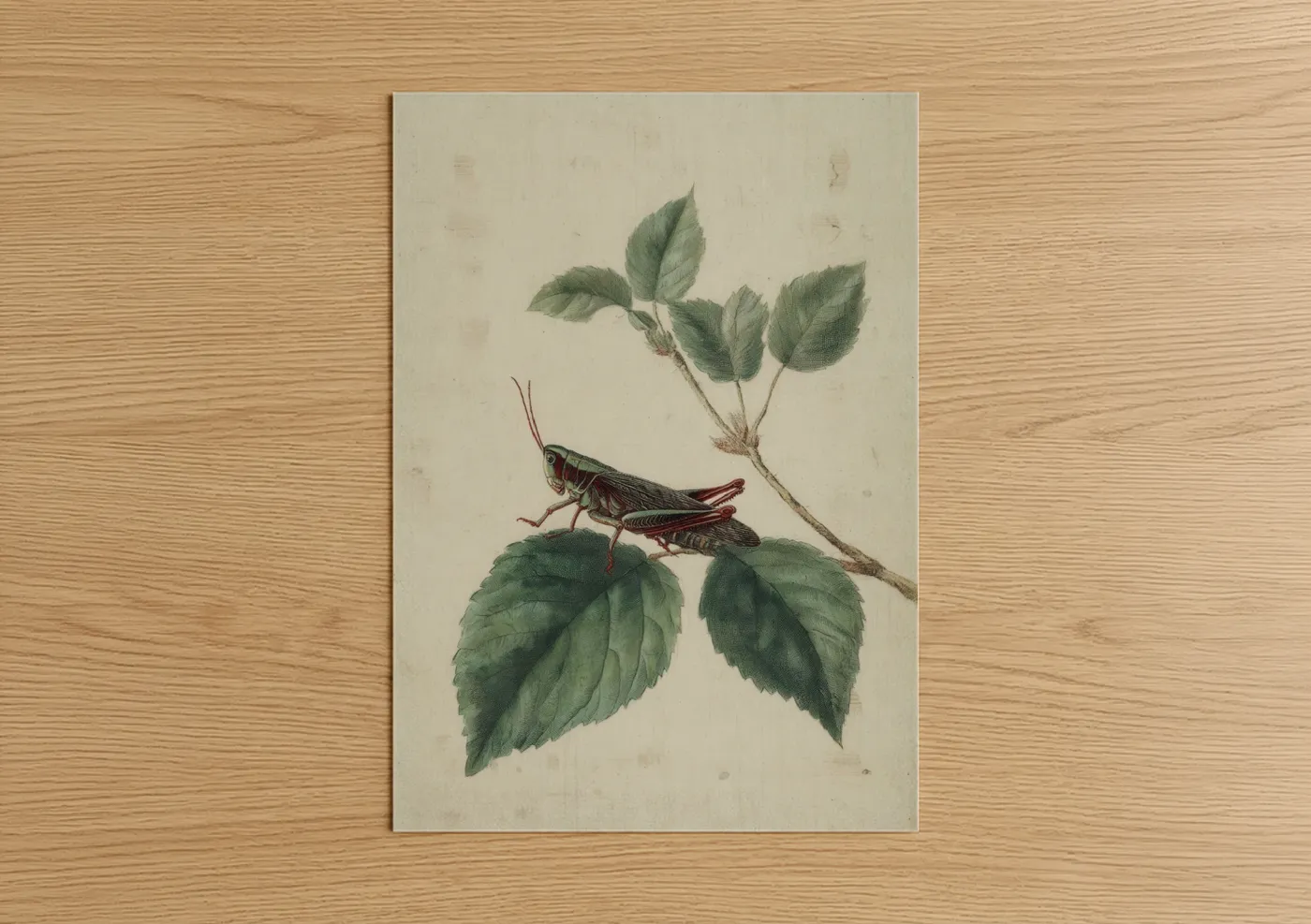 Vintage Grasshopper Botanical Illustration Wall Art