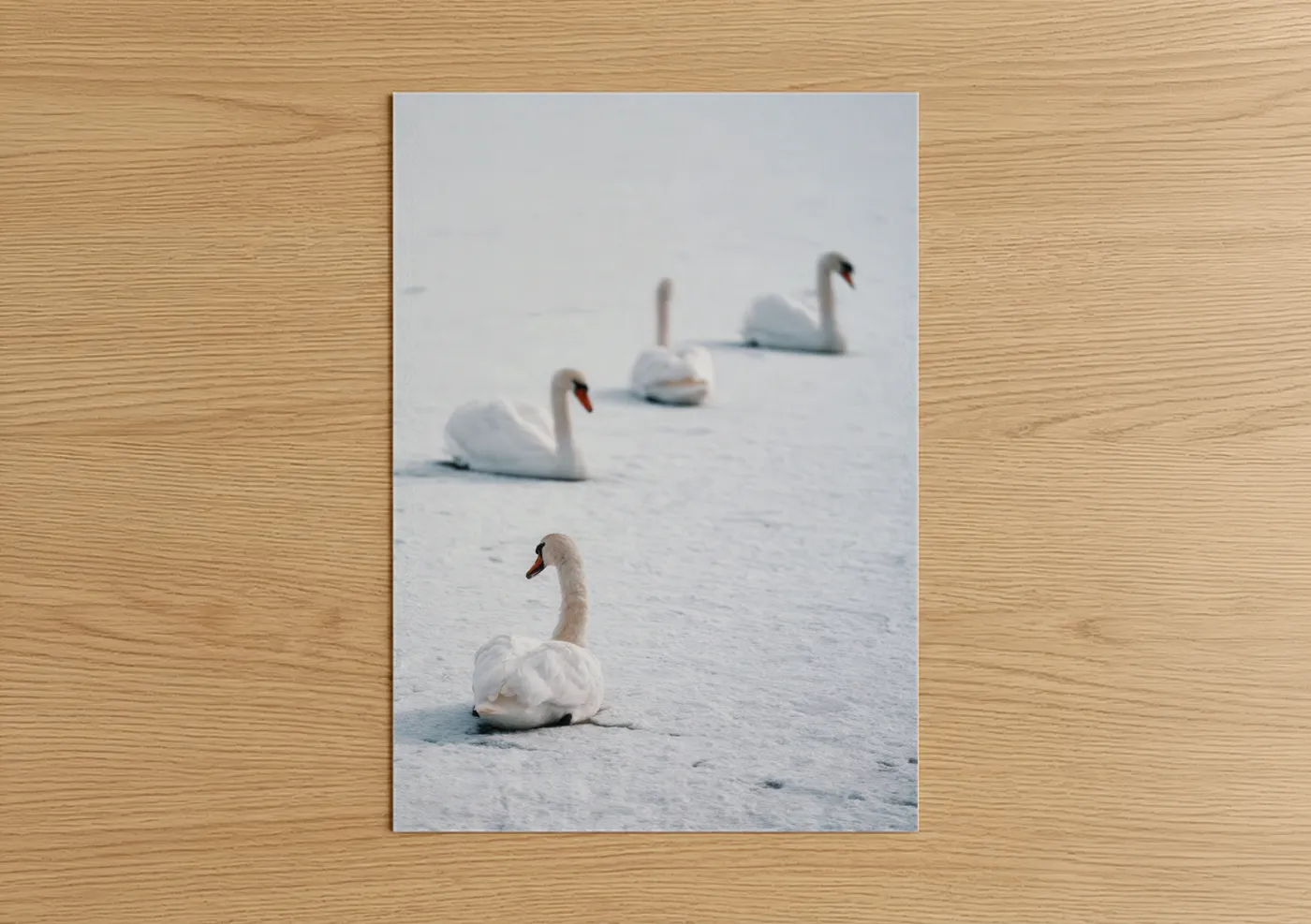 White Swans on Snow Winter Scene Wall Art
