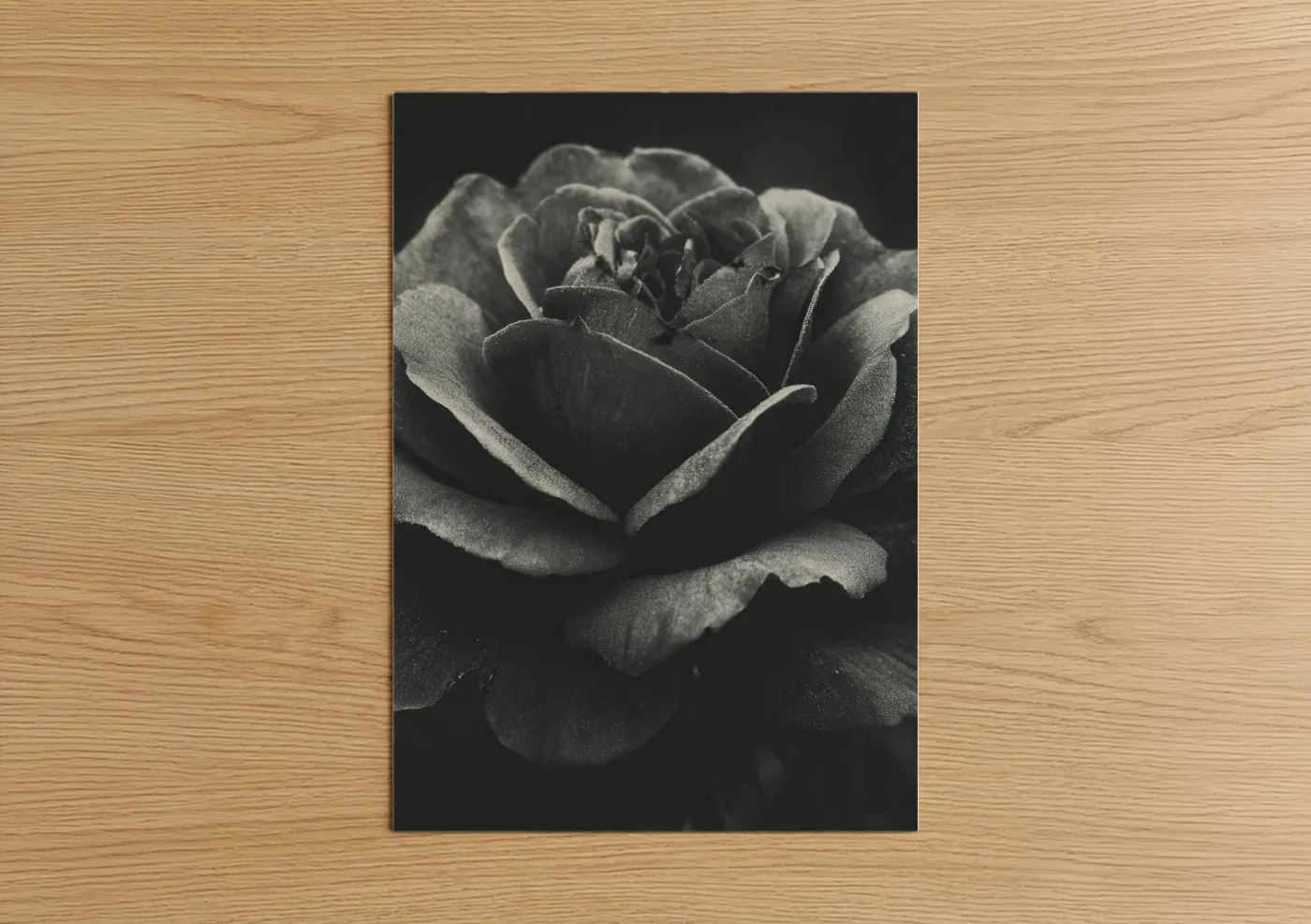 Roses art print on warm oak wood — black and white and gray palette — Rose Black and White poster