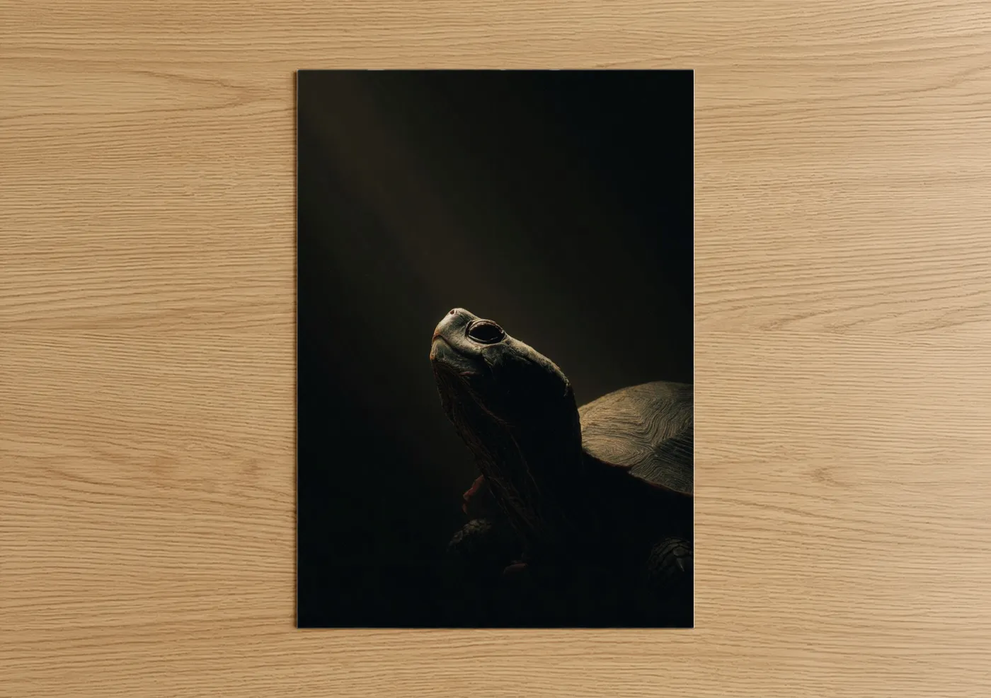 Majestic Turtle Profile Studio Light Wall Art