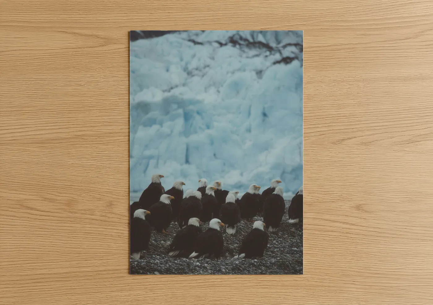 Art print on warm oak wood — blue and white and black and white palette — Glacier Eagle Gathering poster