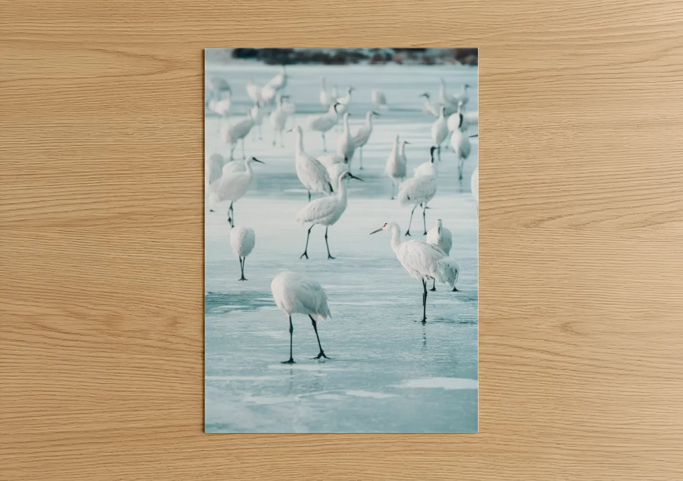 White Cranes Frozen Lake Winter Wall Art