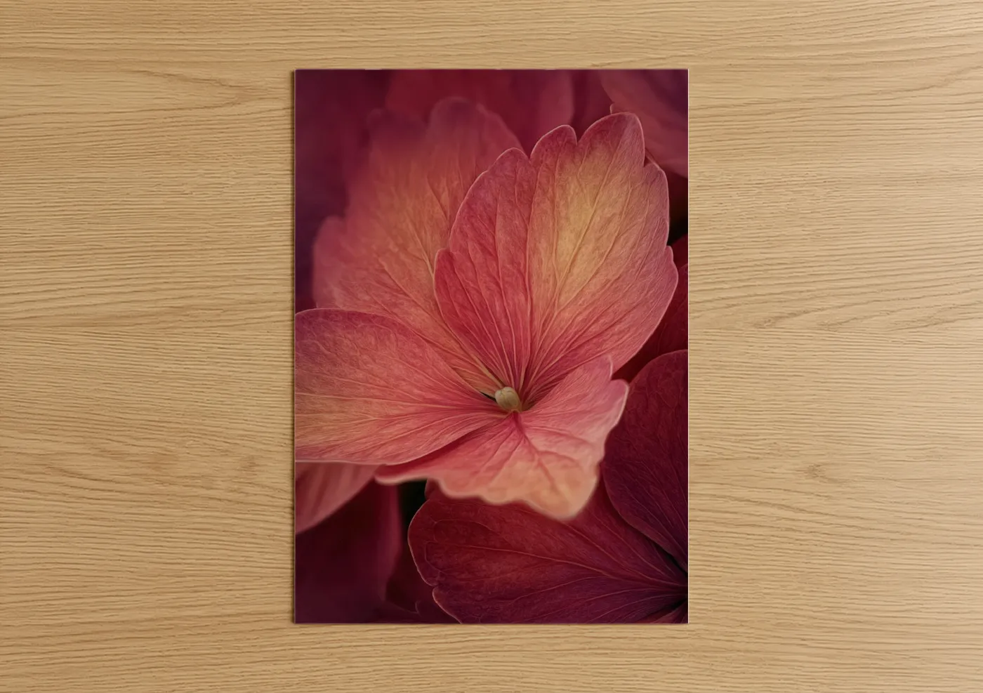 Coral Hydrangea Bloom Fine Wall Art