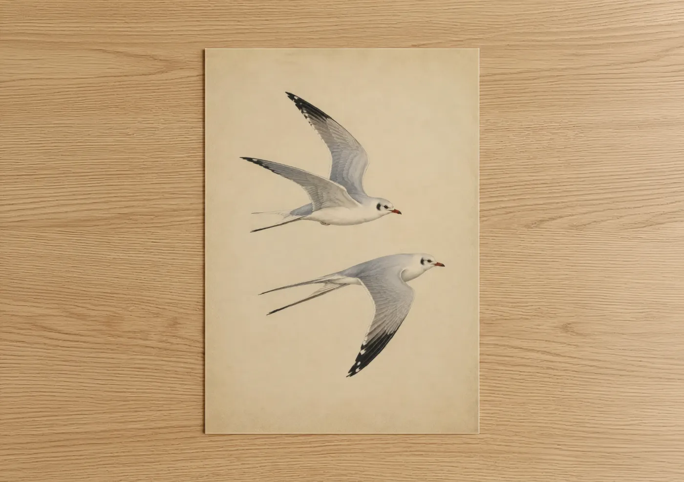 Art print on warm oak wood — beige and gray and white palette — Seagull in Flight Wall Art poster
