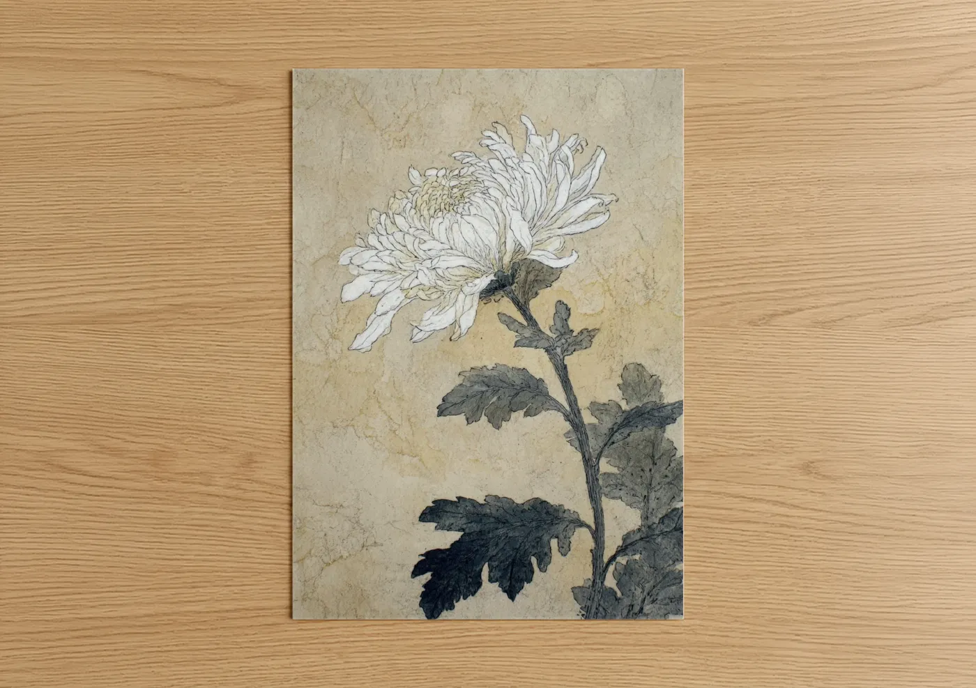 Vintage Chrysanthemum Botanical Illustration Wall Art