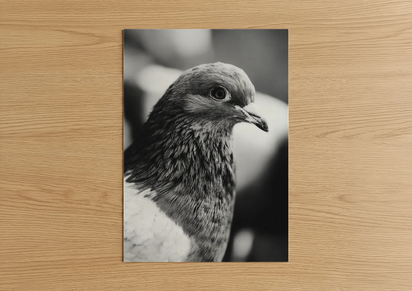 Art print on warm oak wood — black and white and gray palette — Contemplative Pigeon poster