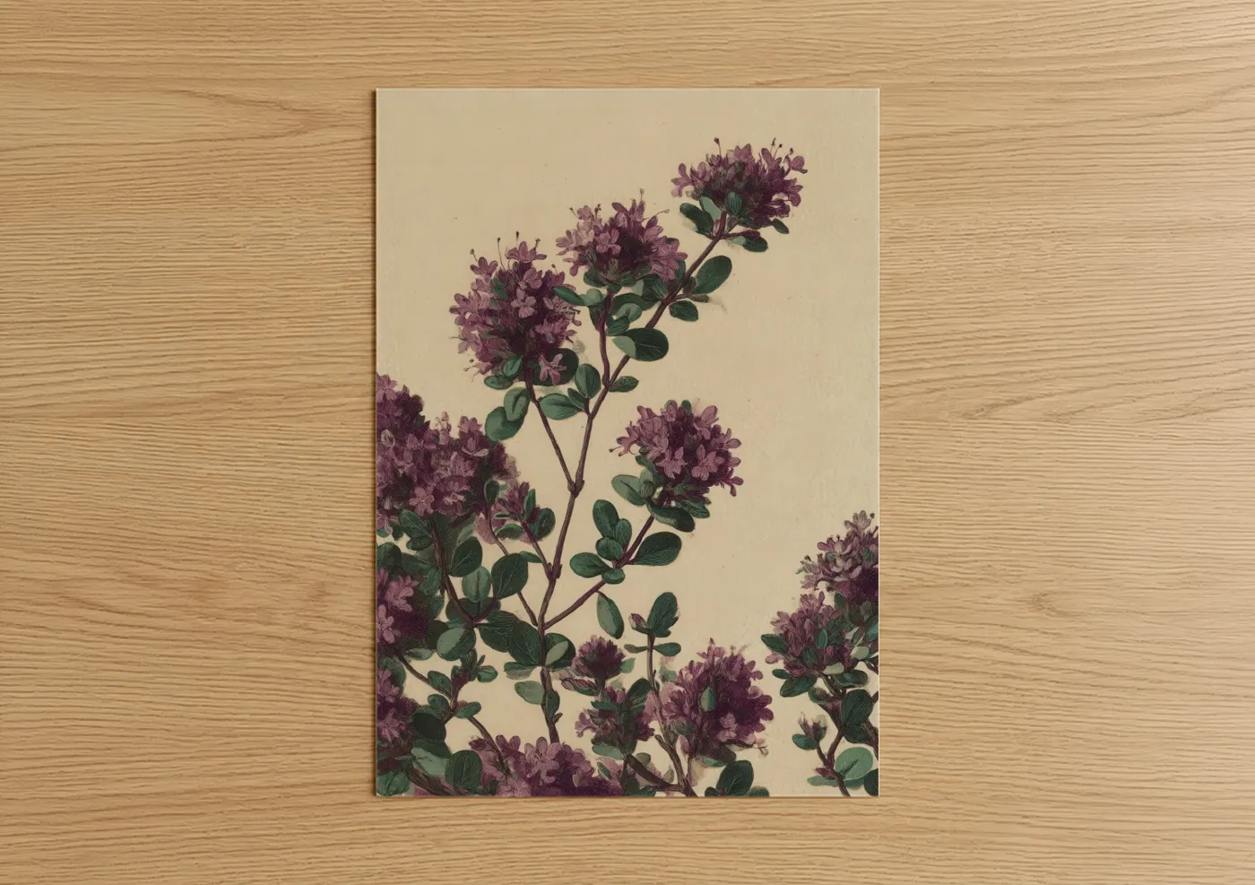 Purple Herb Botanical Illustration Wall Art