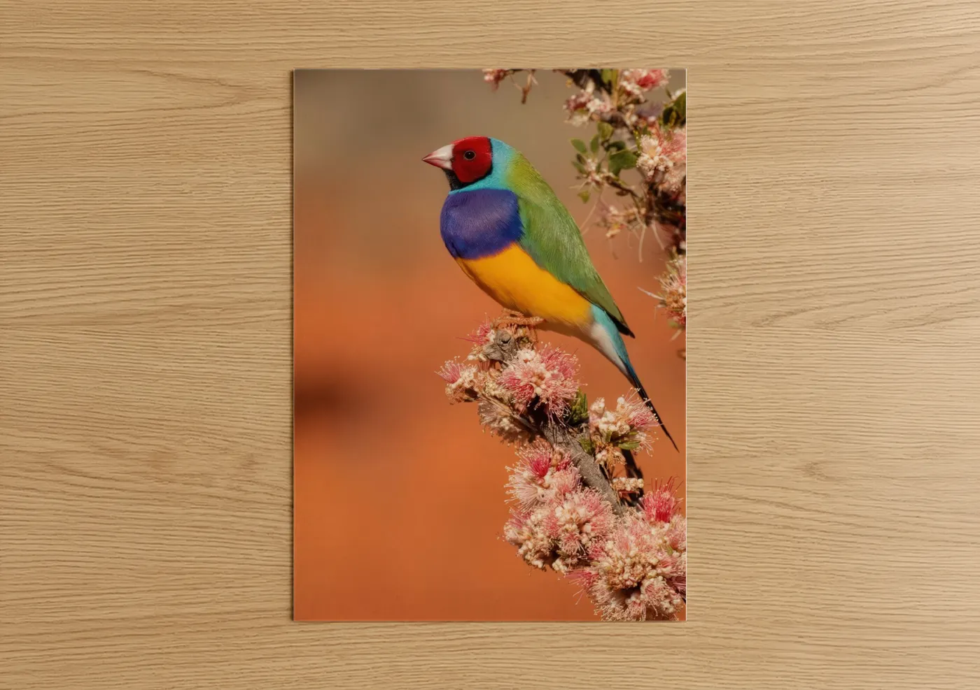 Rainbow Finch Perched on Pink Flowers Wall Art
