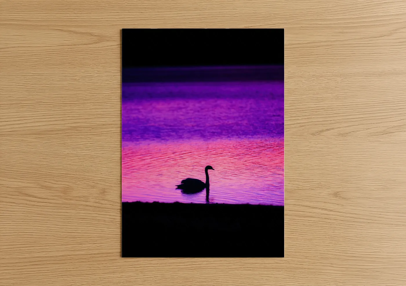 Swan Sunset Silhouette Magenta Wall Art