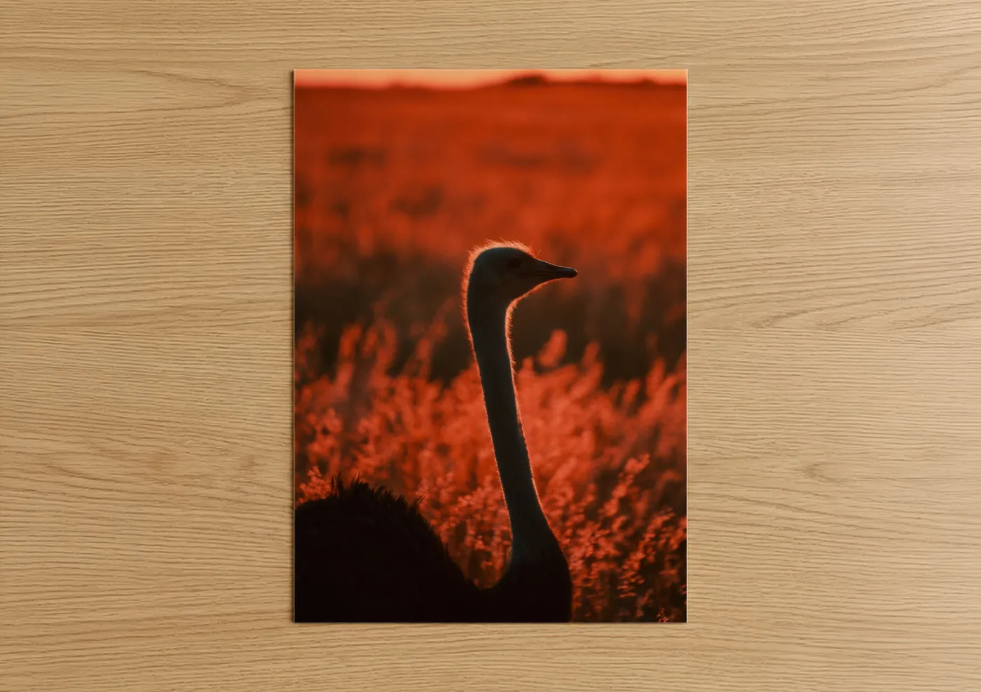 Art print on warm oak wood — orange and black palette — Golden Hour Ostrich poster
