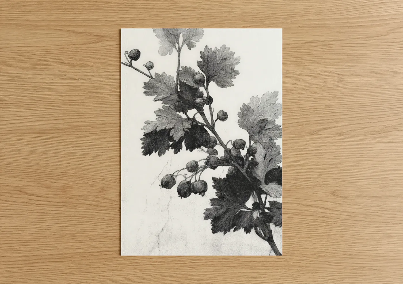 Herbs art print on warm oak wood — black and white and gray palette — Botanical Currant poster