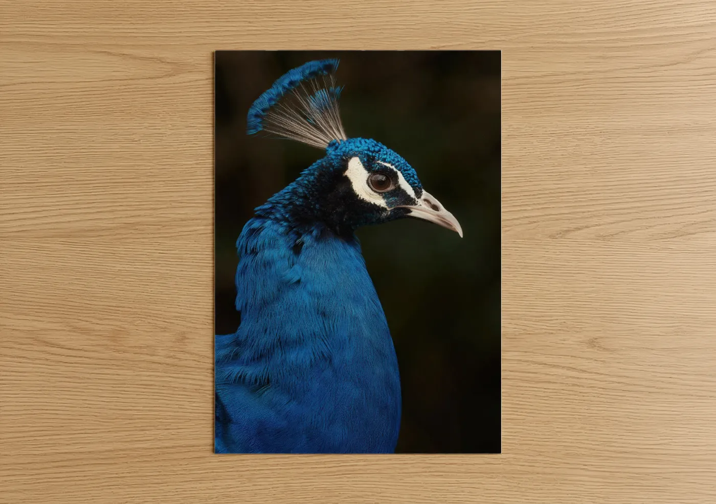 Cobalt Peacock Portrait Blue Wildlife Wall Art
