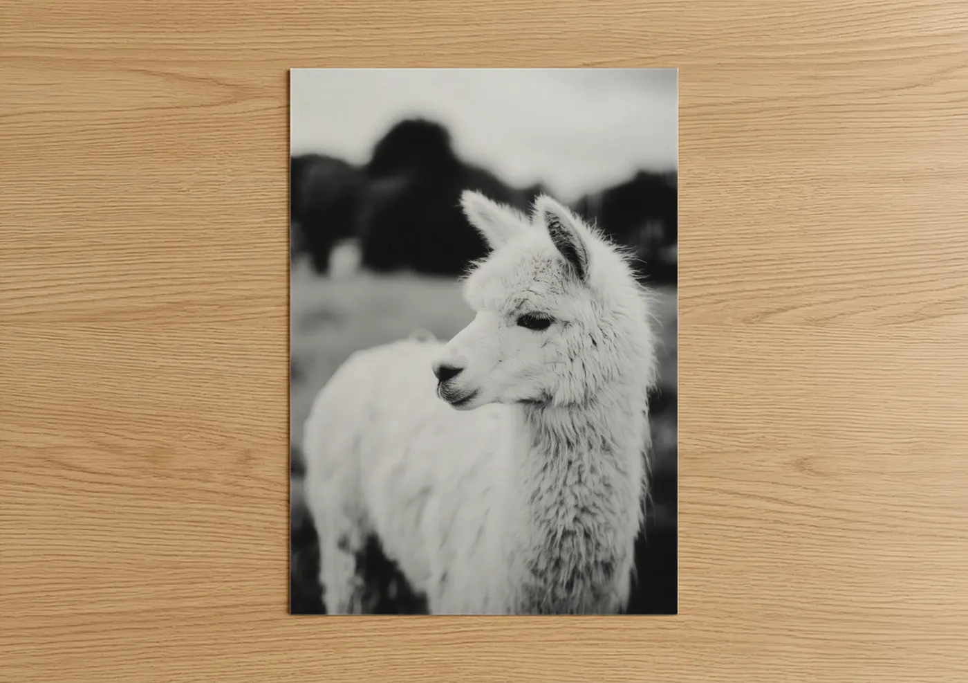 White Alpaca Portrait Black and White Wall Art