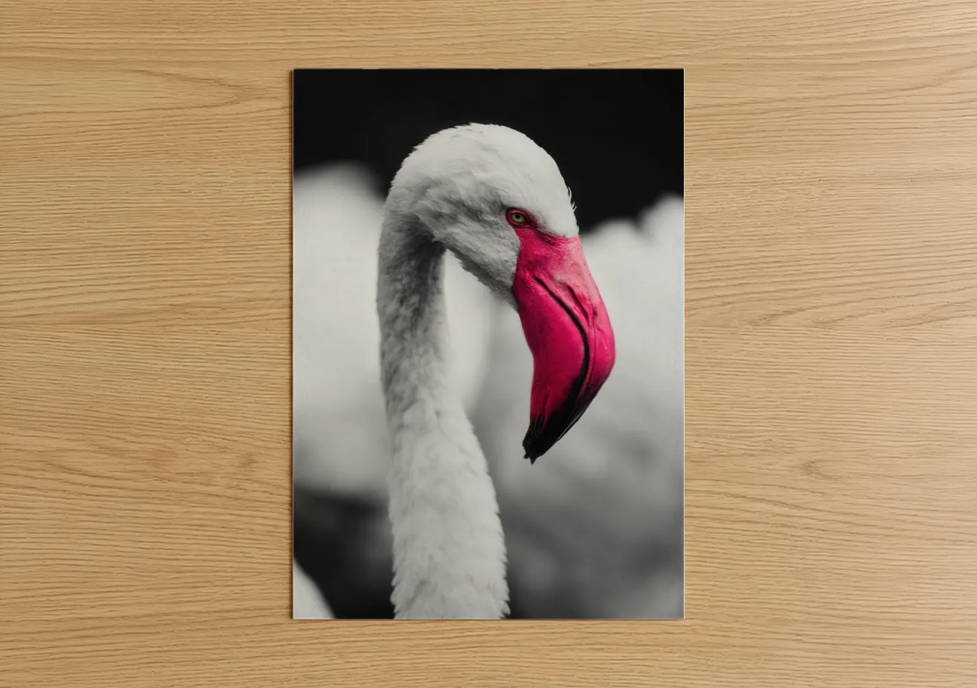 Pink Flamingo Portrait Wildlife Photography Wall Art