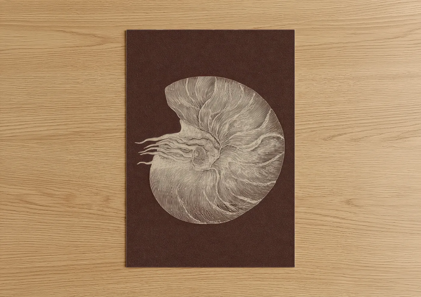 Chambered Nautilus Shell Line Wall Art