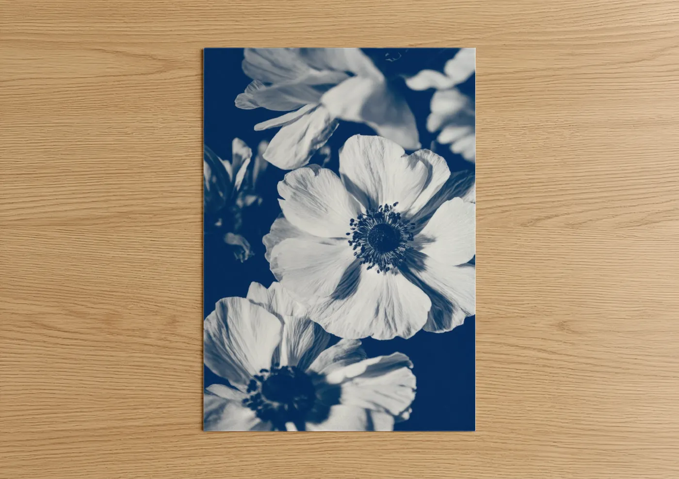 White Anemone Flowers Deep Blue Background Wall Art