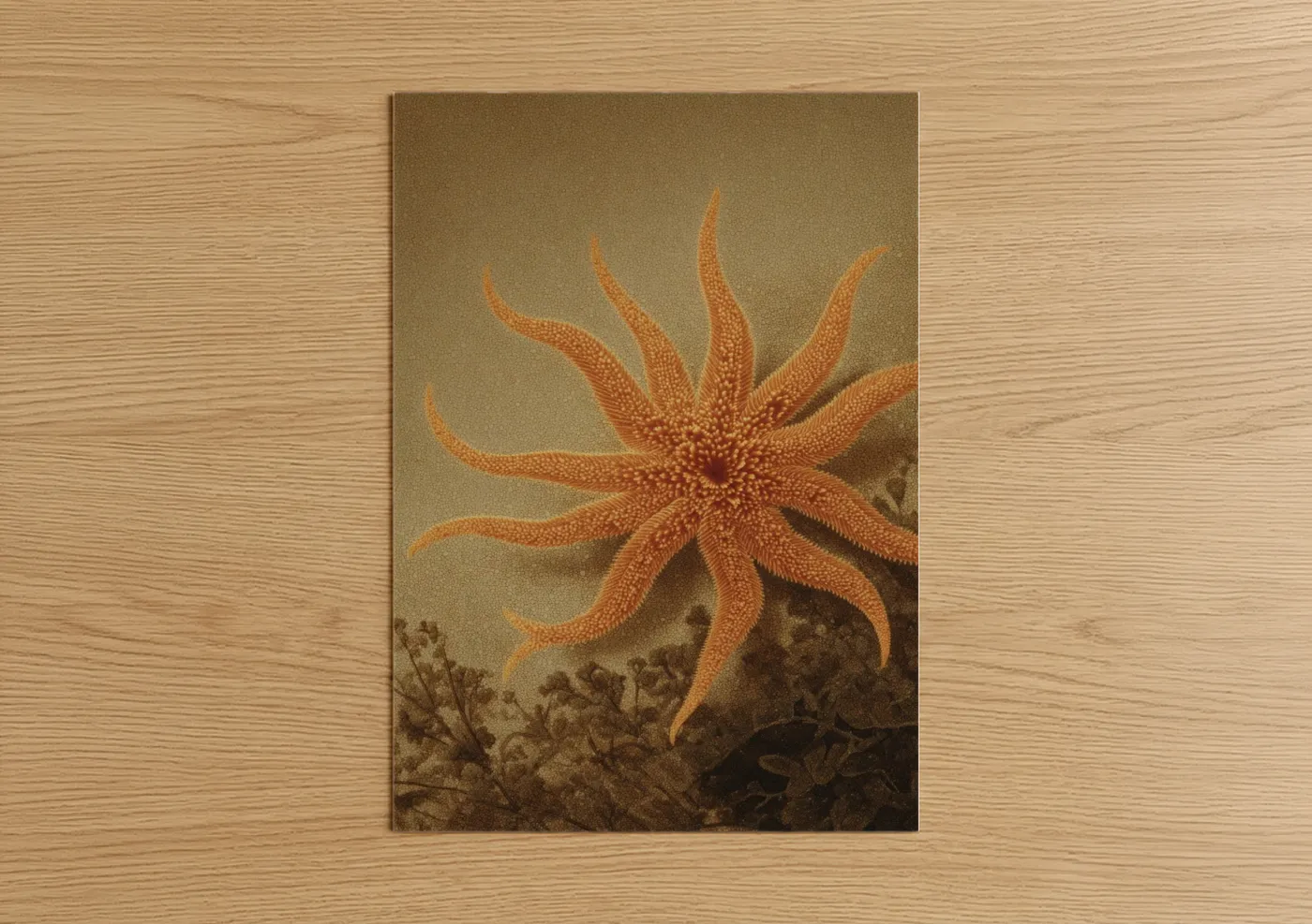 Crimson Starfish Vintage Sea Illustration Wall Art