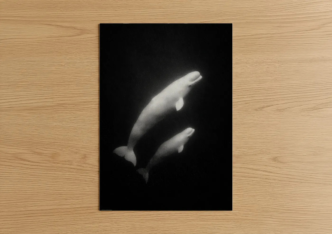 Beluga Whale Pair Deep Sea Wall Art
