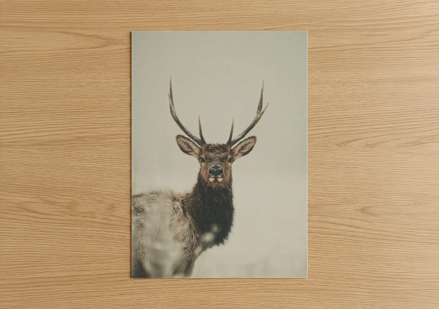 Majestic Elk Portrait Wildlife Photography Wall Art