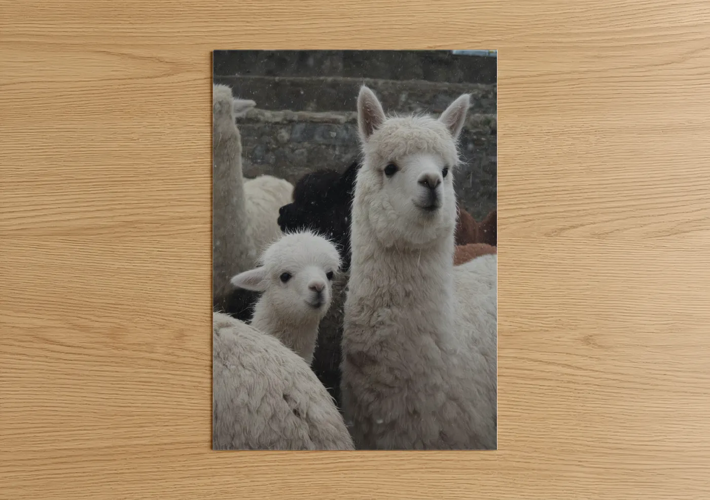 White Alpaca Pair Winter Photography Wall Art