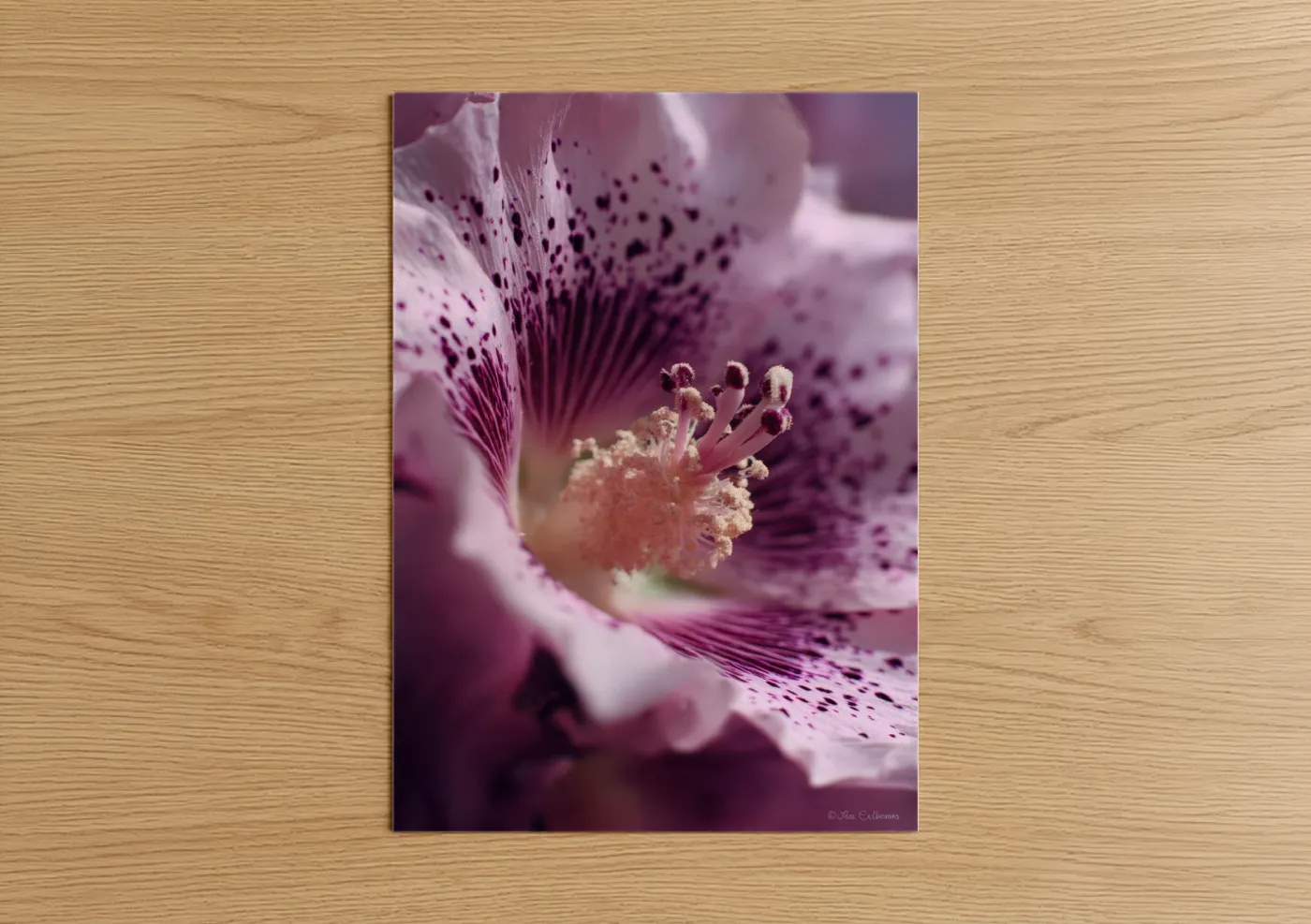 Cherry blossoms art print on warm oak wood — magenta and cream palette — Mauve Cherry Blossom poster