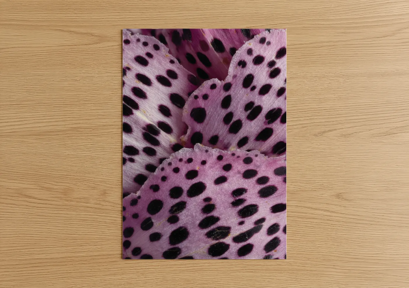 Pink Cherry Blossoms Macro Floral Wall Art