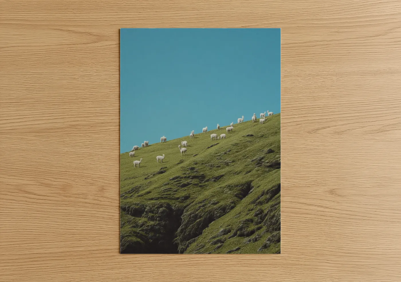 Art print on warm oak wood — teal and light green palette — Hillside Alpacas poster
