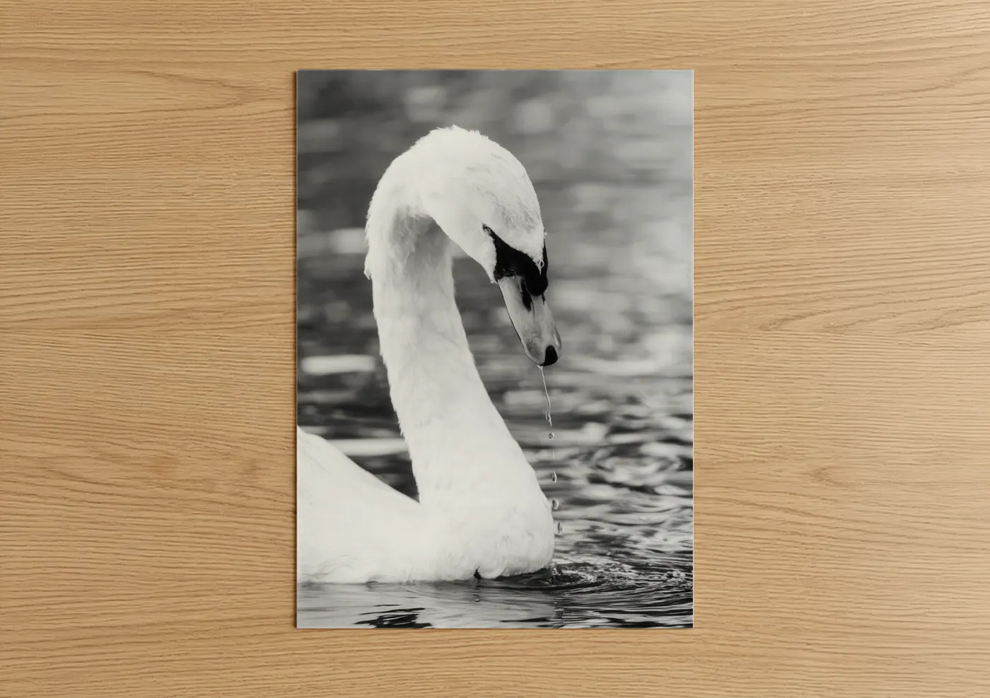 Art print on warm oak wood — black and white and gray palette — Graceful Swan Portrait poster