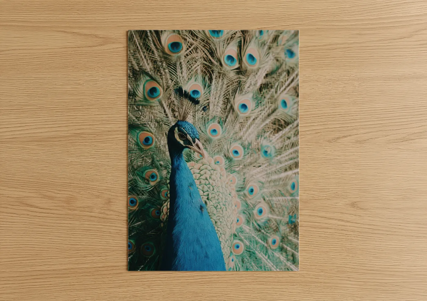 Iridescent Peacock Display Feathers Wall Art