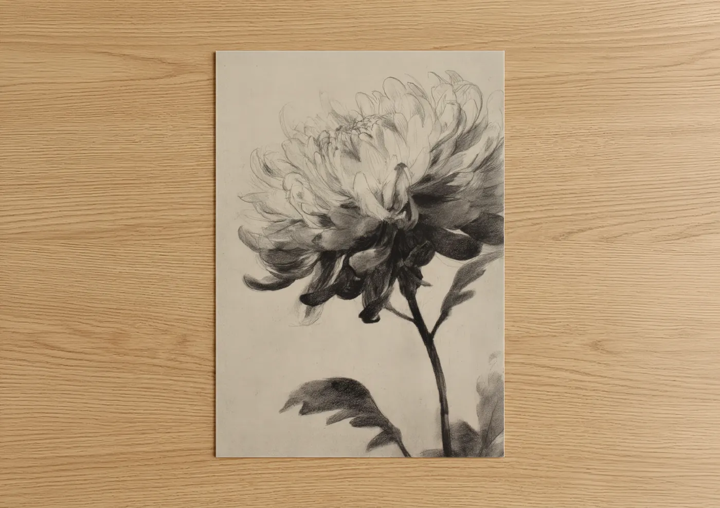 Delicate Chrysanthemum Pencil Sketch Wall Art